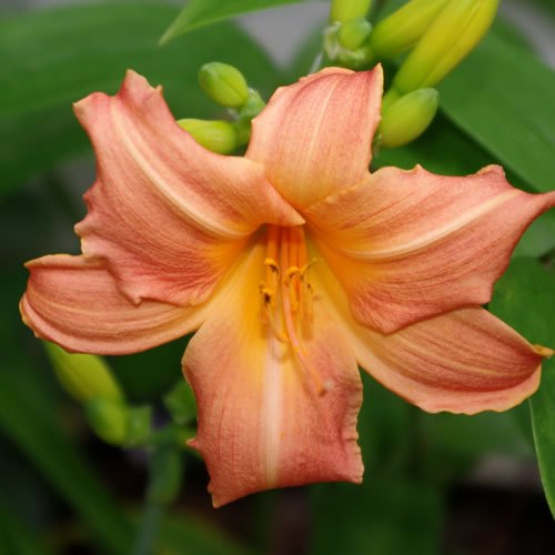 Hemerocallis Precious One